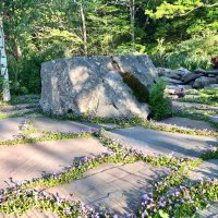 ground cover